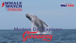 whale.png