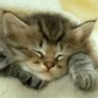 glittercat