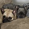 frenchiemomma