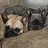 frenchiemomma